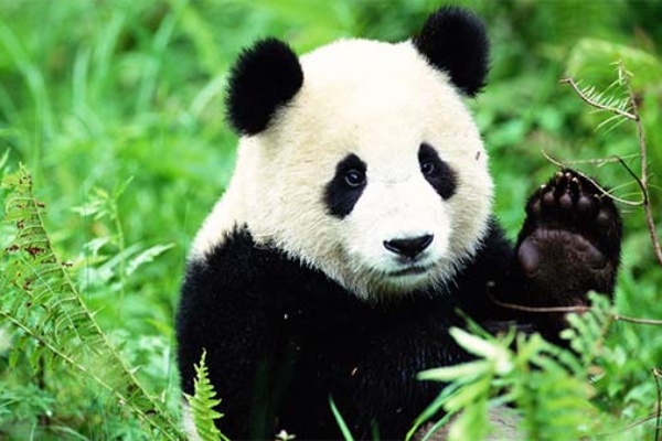 algoritmi-google-panda
