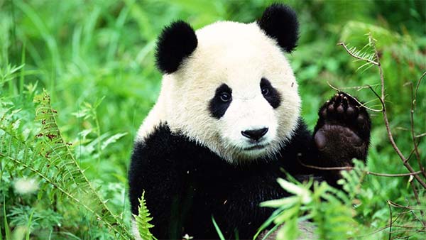 algoritmi-google-panda