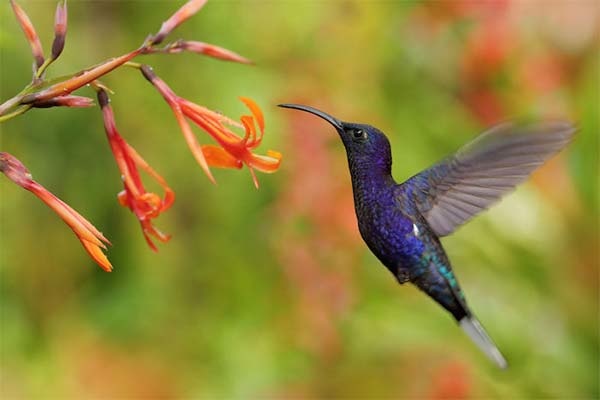 algoritmo-google-hummingbird