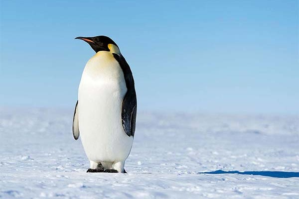 algoritmo-google-penguin