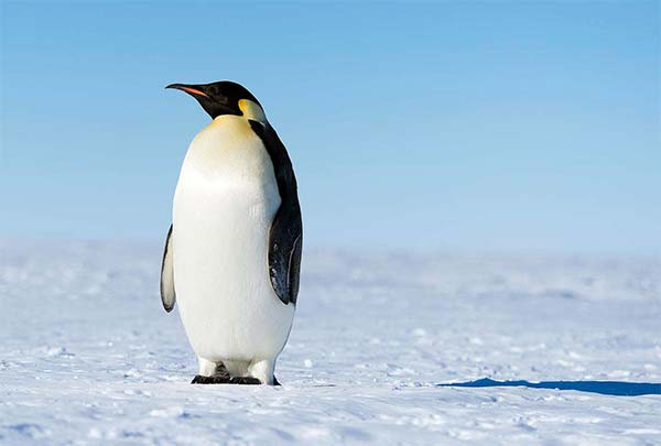 algoritmo-google-penguin